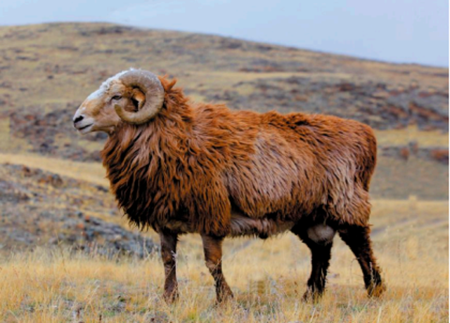 新疆公羊图片