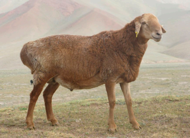 552 性别:母 品种:柯尔克孜羊